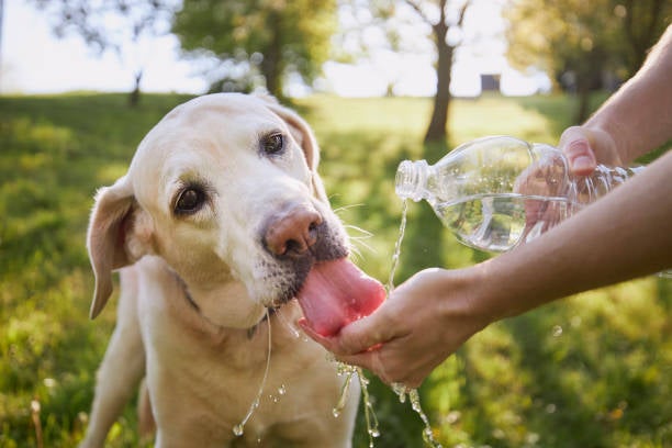 Foto iStock 