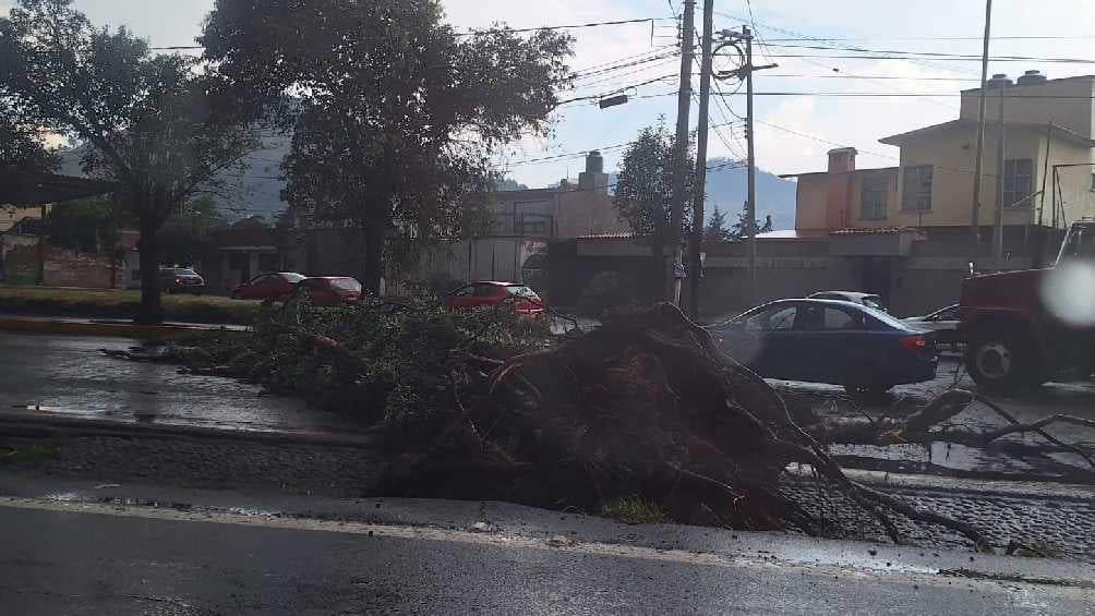 A su paso el tornado provocó que árboles cayeran. 