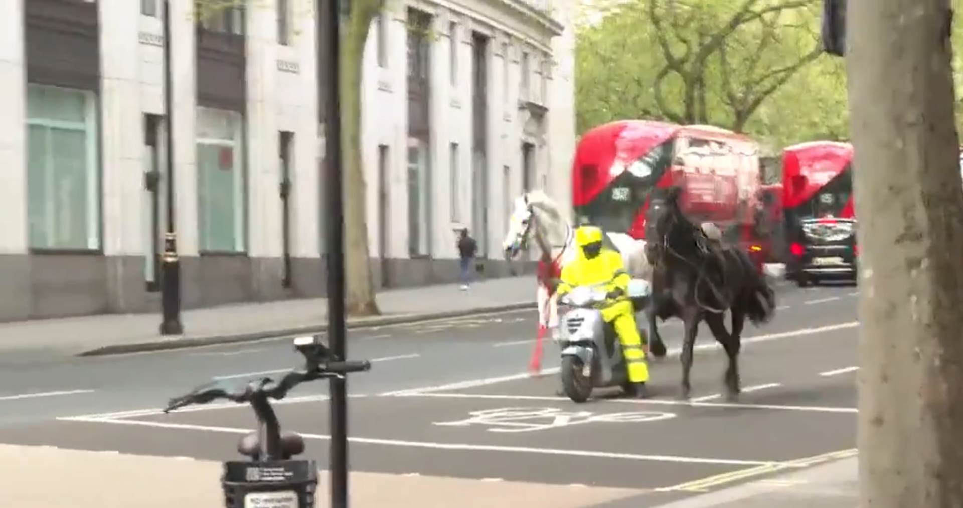 Los cuadrúpedos estaban heridos tras golpearse con autos.