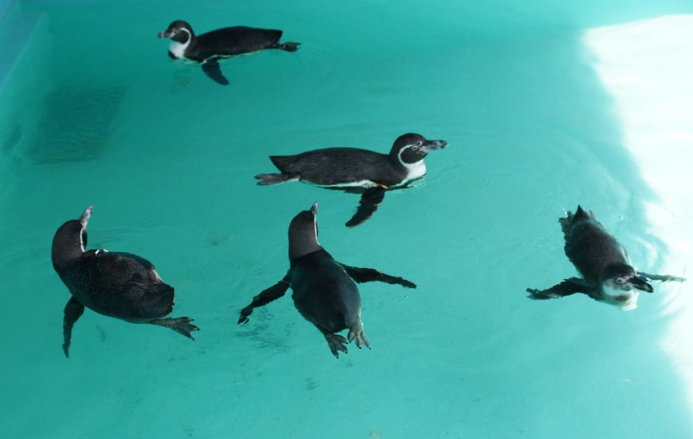 Los pingüinos miden entre 50 y 70 centímetros.