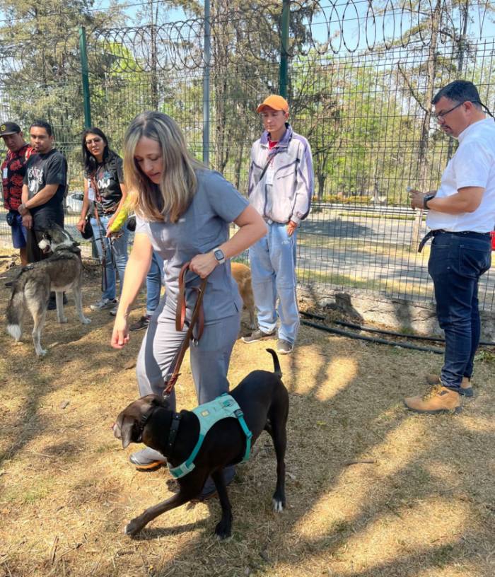 La idea es que la mascota siempre esté protegida.