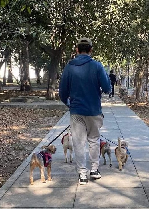 También se busca regular el trabajo de los paseadores de perros.