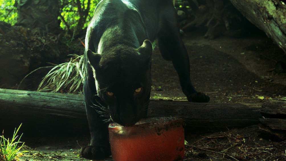 Se recomienda a los visitantes del zoológico que no les lancen paletas de hielo a los animales. 