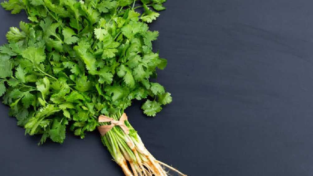 Precio del cilantro aumenta y ahora cada manojo vale $450 pesos