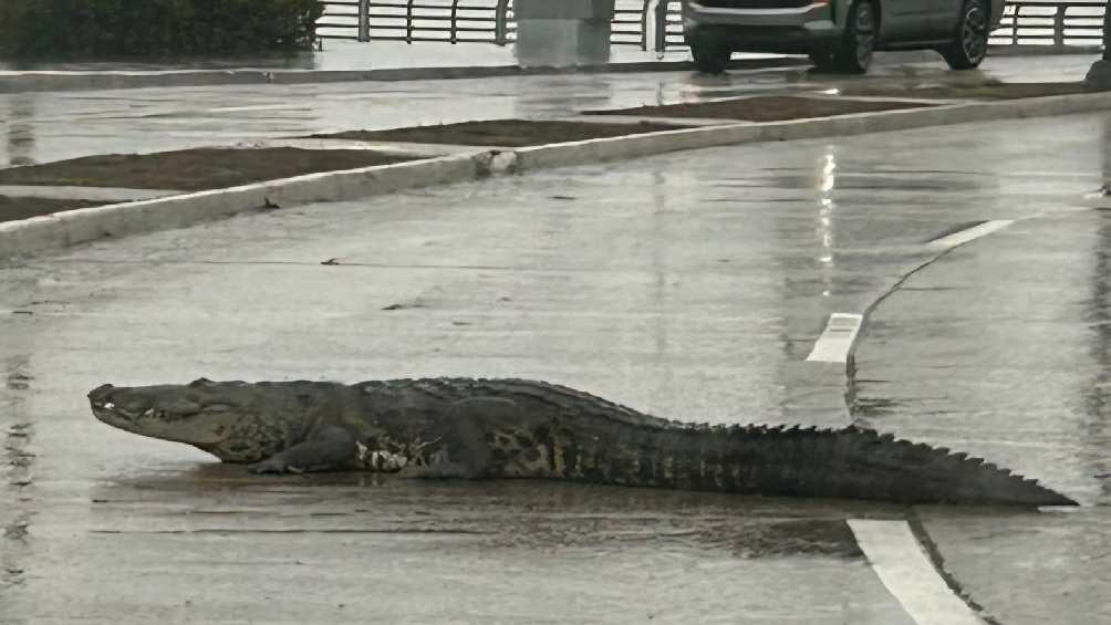 VIDEO: Captan a cocodrilo paseando por avenida de Tamaulipas luego de escapar de una laguna 