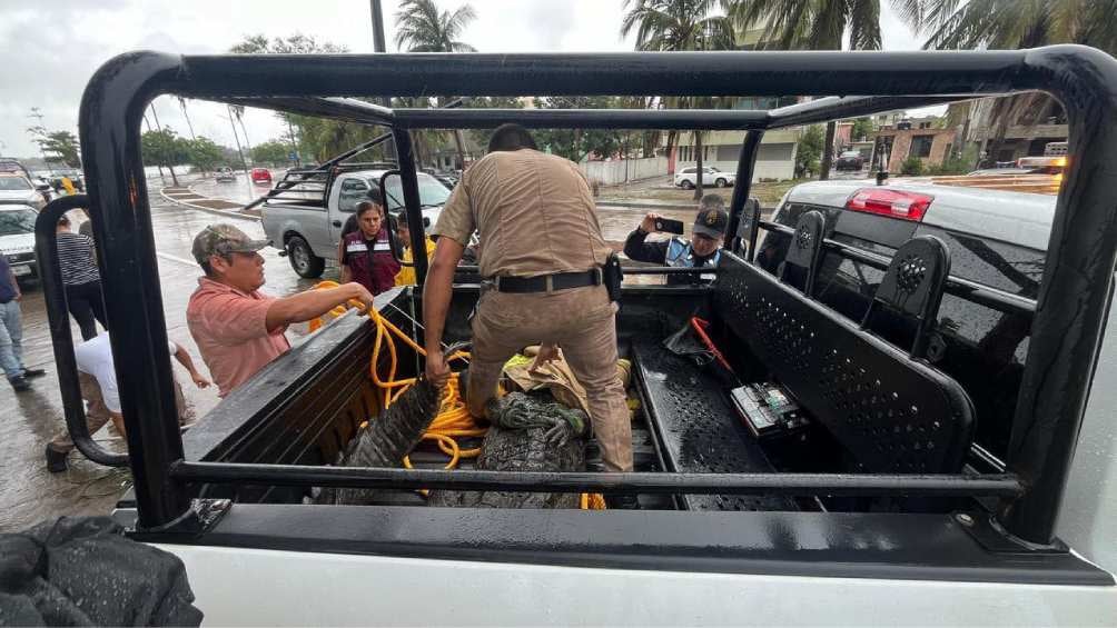 Posteriormente fue llevado de regreso a la Laguna del Carpintero. 