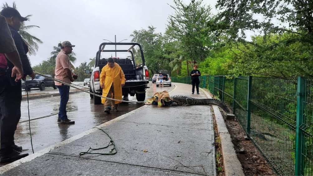 Elementos de rescate llegaron al lugar para capturar al animal. 