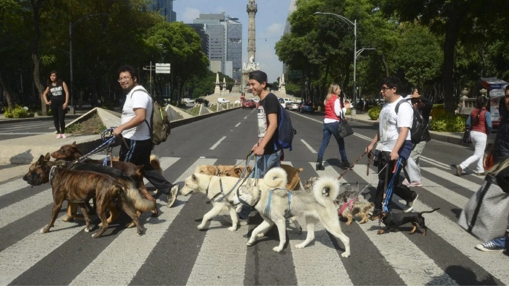 La Ley de Protección a los Animales en la CDMX prohíbe dejar heces de animales sin recoger