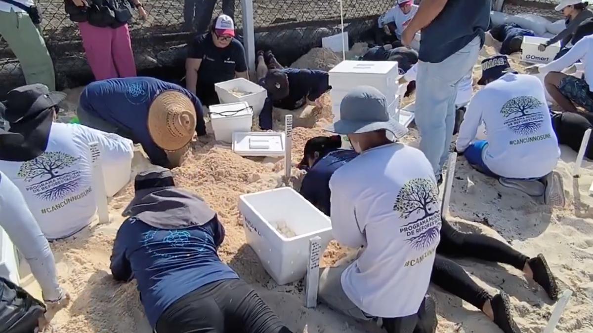 Más de 90 nidos fueron protegidos por la llegada del huracán Beryl.