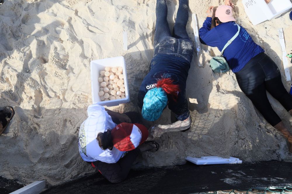 El golpe del mar podrá destruir las playas y dañar los huevos.