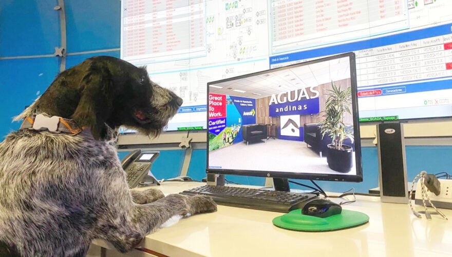 La perrita es una trabajadora más de la empresa Aguas Andinas.