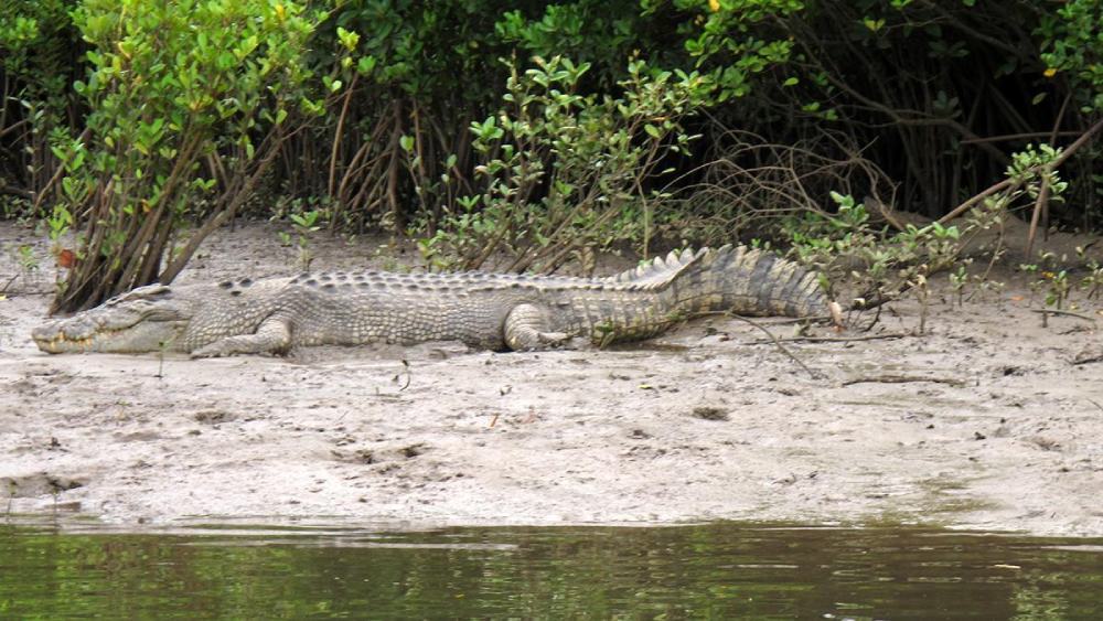 Los australianos tienen una ley donde los reptiles son intocables.