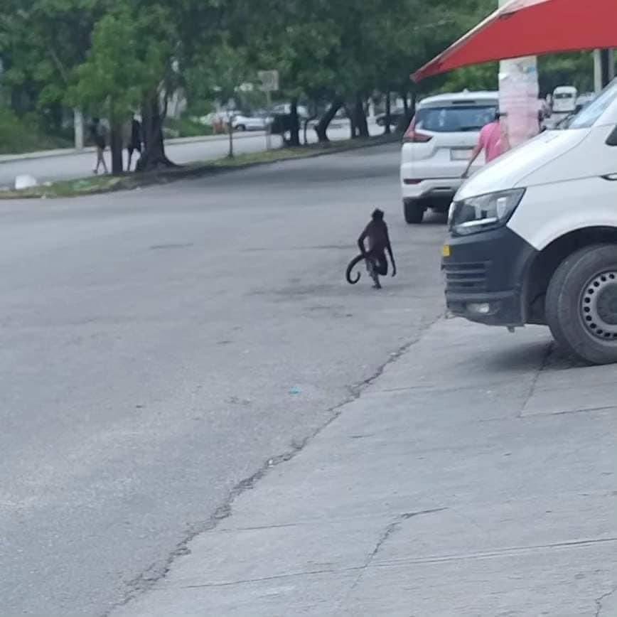 Usuarios en redes compartieron el momento en que vieron a un mono caminando en las calles casualmente