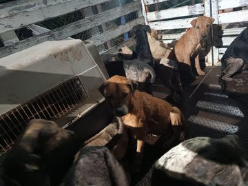 Las personas salieron a las calles a rescatar a los lomitos.