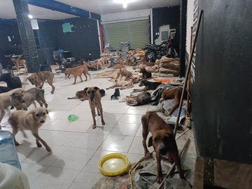 Los peludos tienen comida y agua para su estancia. 