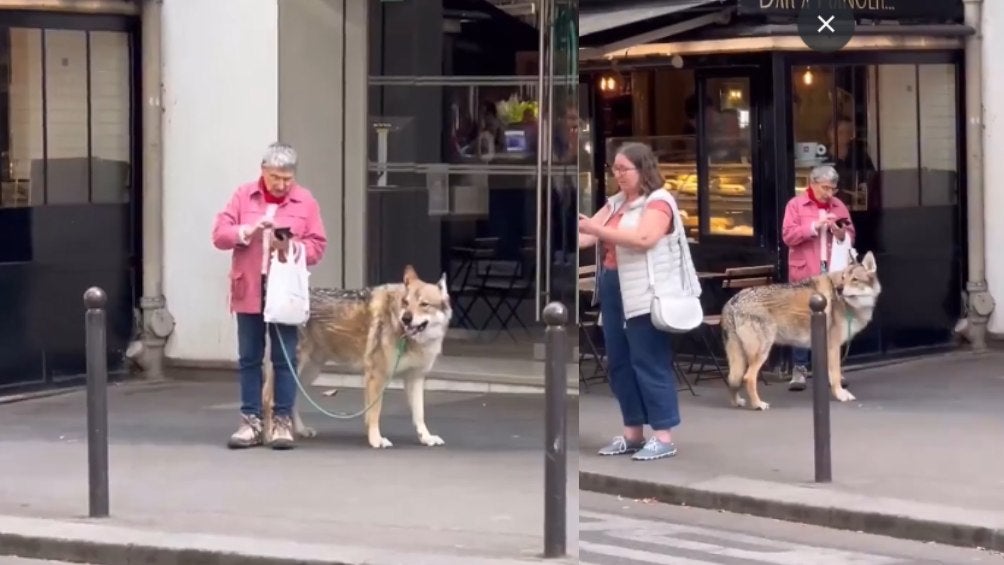 Una señora es captada paseando a un lobo en las calles de París