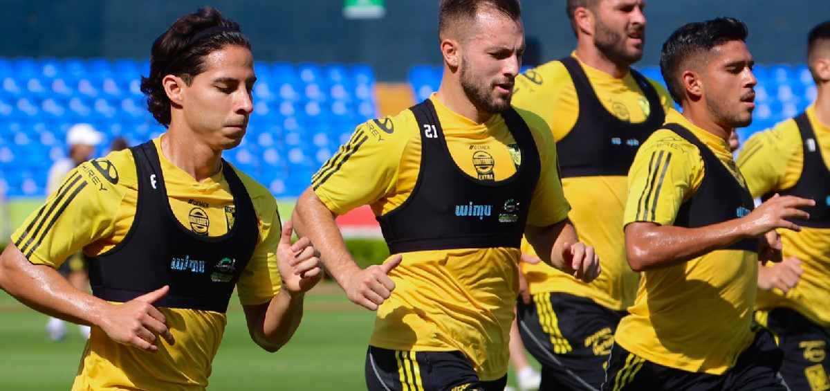 Tigres en su entrenamiento