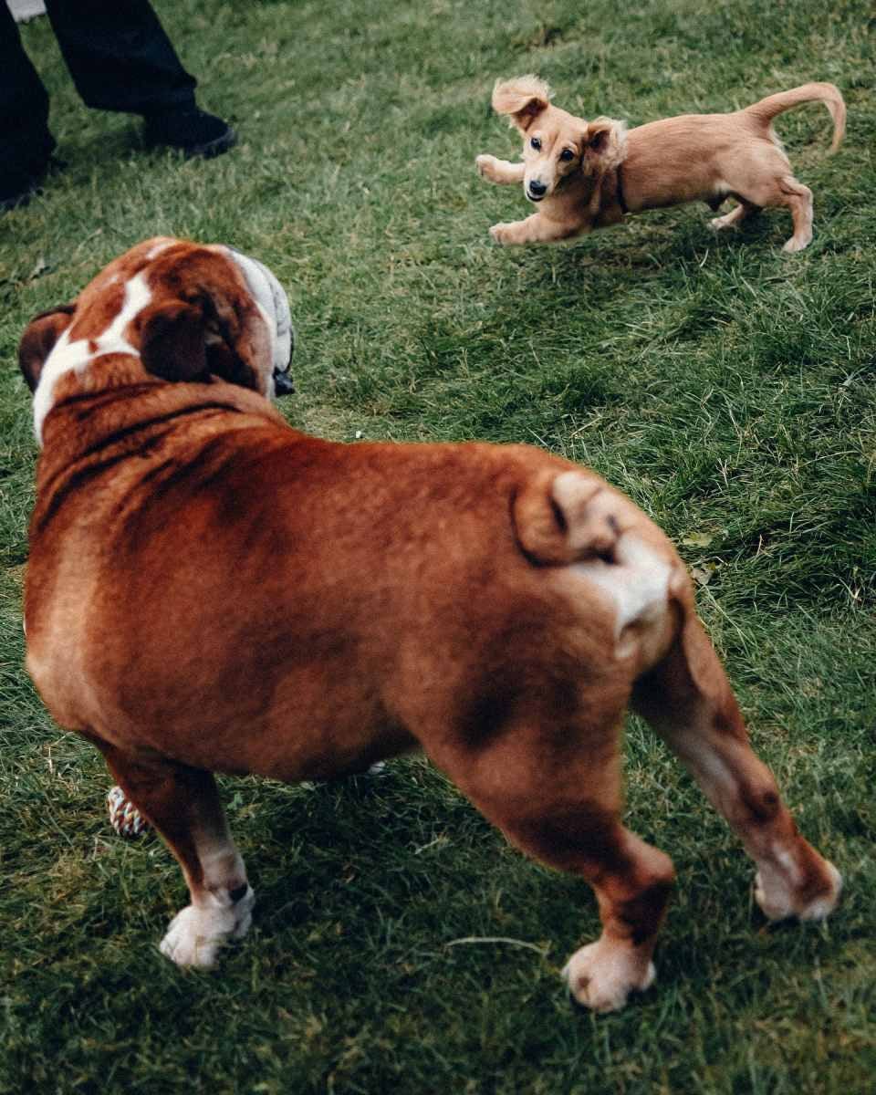 La convivencia de ambos perros era algo que los fans esperaban 