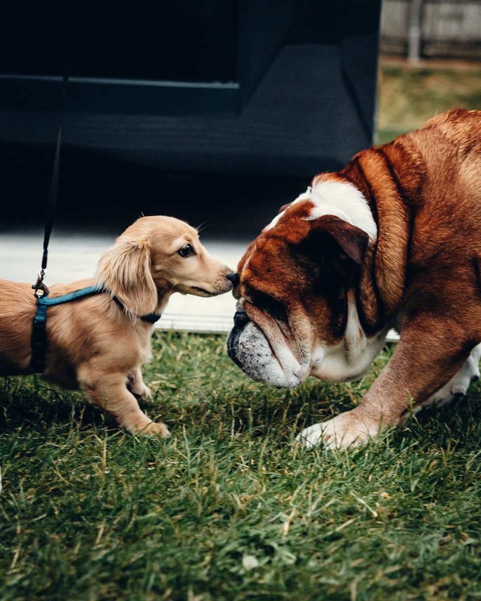 Los dos perros se conocieron en Silverstone 