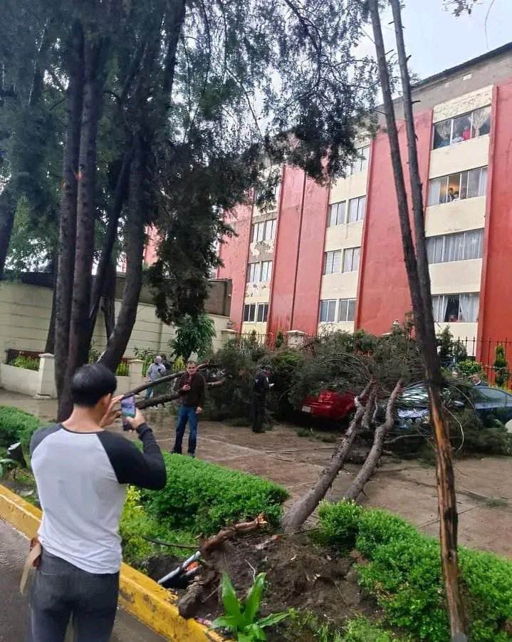 La lluvia y los vientos derrumbaron los árboles.