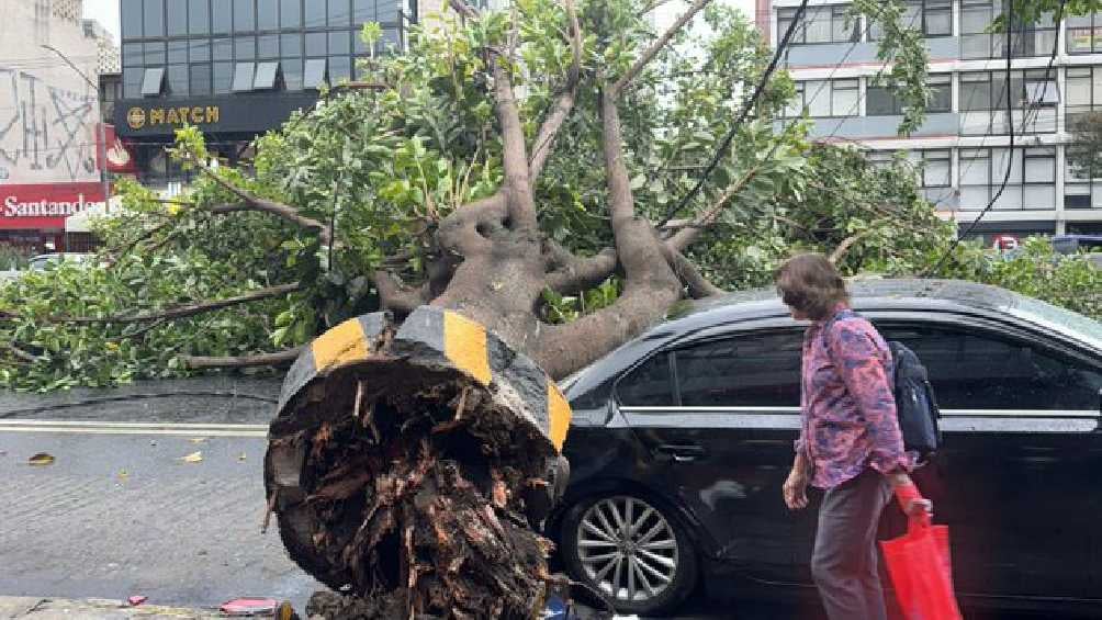 El árbol del hule cayó por el reblandecimiento de la tierra. 