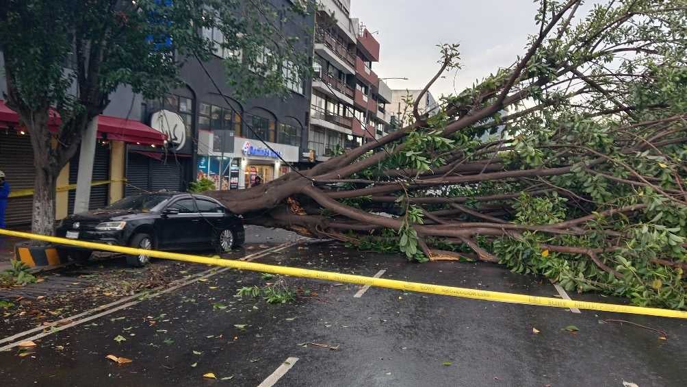 Árbol cae sobre vehículo en Avenida Universidad de CDMX 