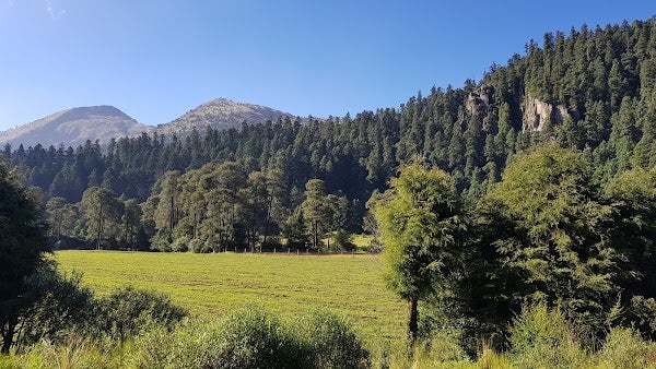 El parque del Ajusco se encuentra dentro de la alcaldía Tlalpan.