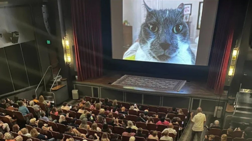 El festival de películas de gatos es una realidad y esta siendo un éxito