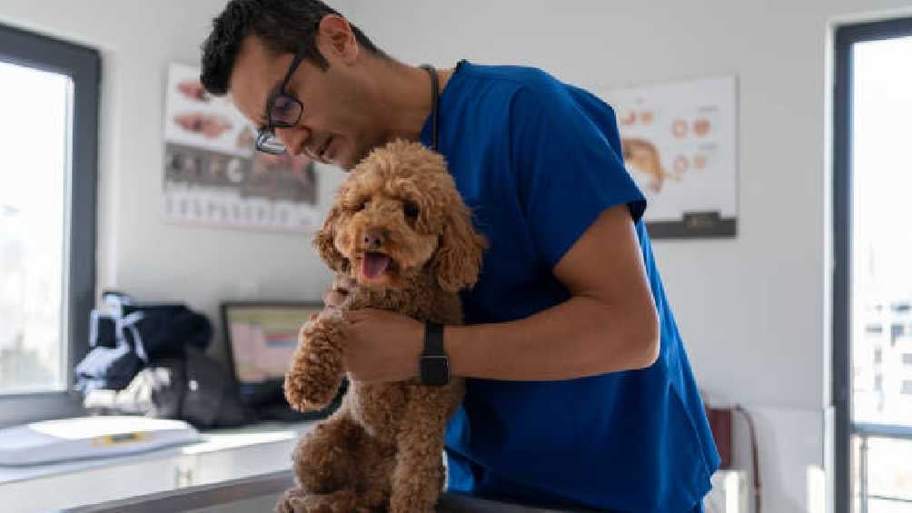 Los veterinarios se muestran en contra de este perfume de perros. 