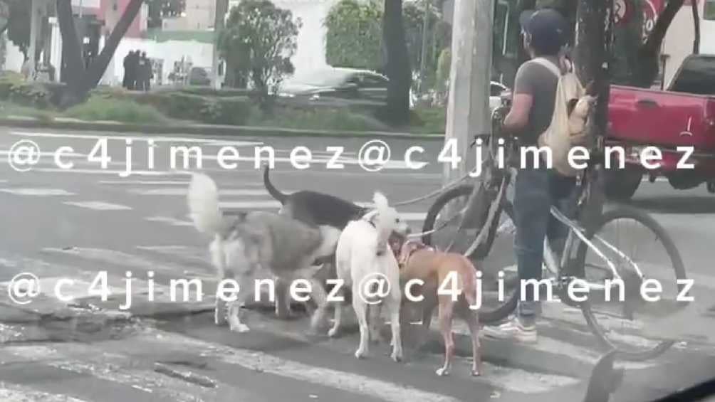 La acción del paseador de perros generó críticas en redes sociales. 