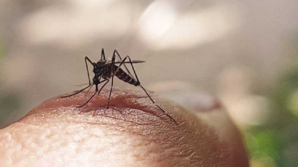 El dengue es una enfermedad que se transmite por la picadura de mosquitos. 