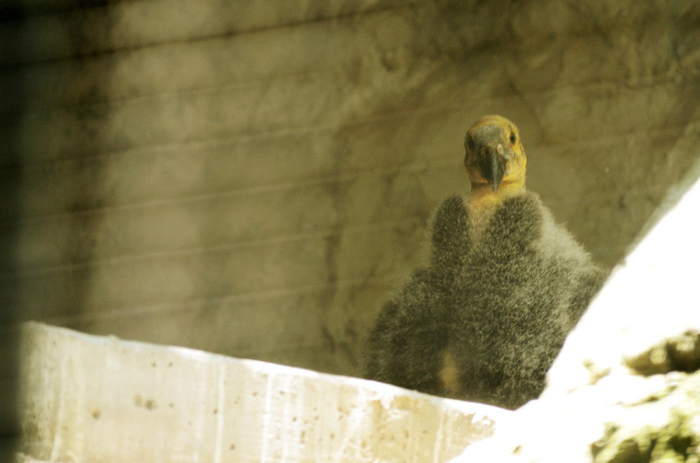 Los polluelos serán liberados después de un tiempo para seguir conservando su especie.