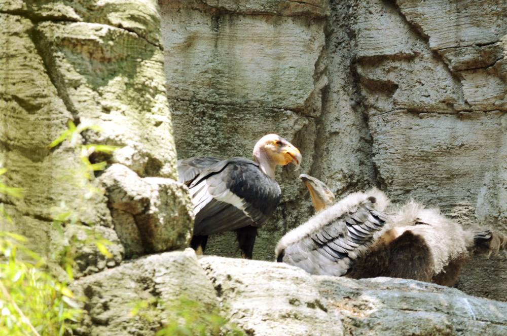 En Chapultepec hay dos parejas de cóndores que ayudan a la preservación de su especie.