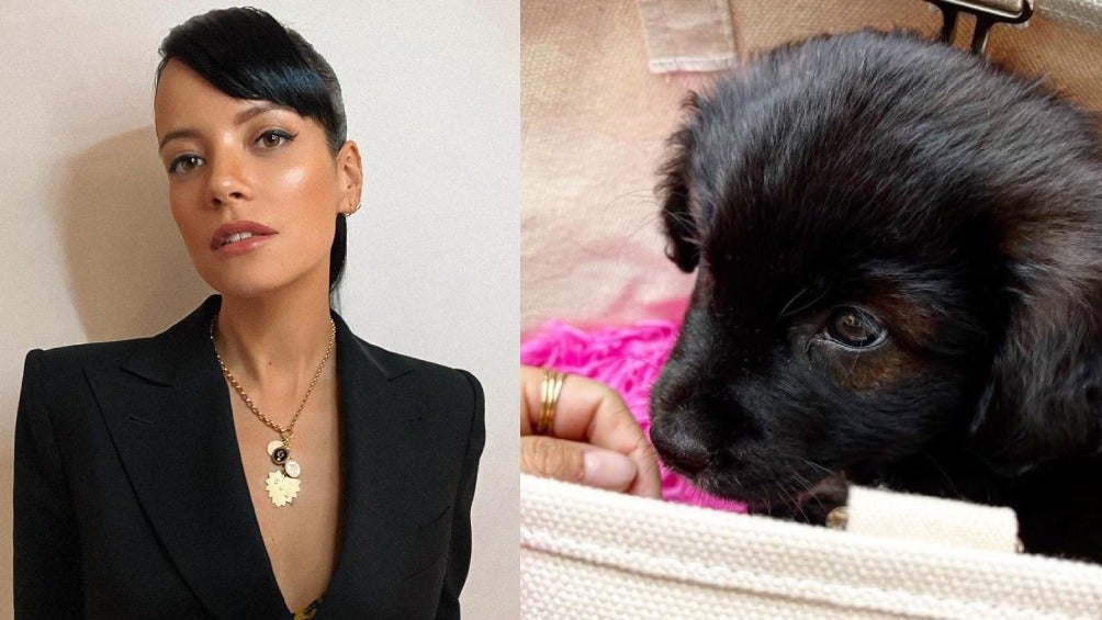 Lily Allen enfrenta duras críticas después de devolver perrita que adoptó