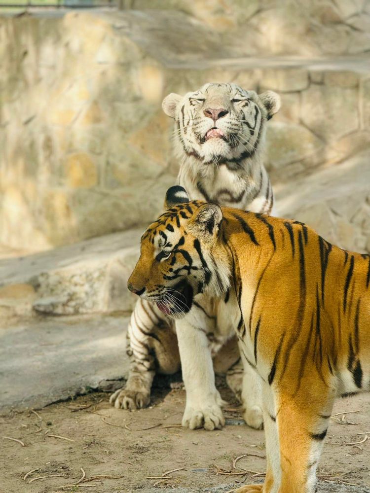 En el zoológico tiene varios tipos de tigres, pero el que se escapó es naranja.