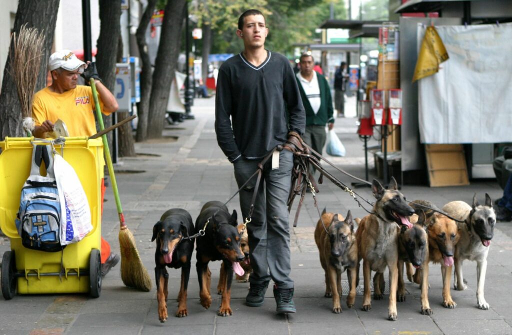 Las mascotas deberán ser paseadas con correa y sus dueños deberán recoger sus heces