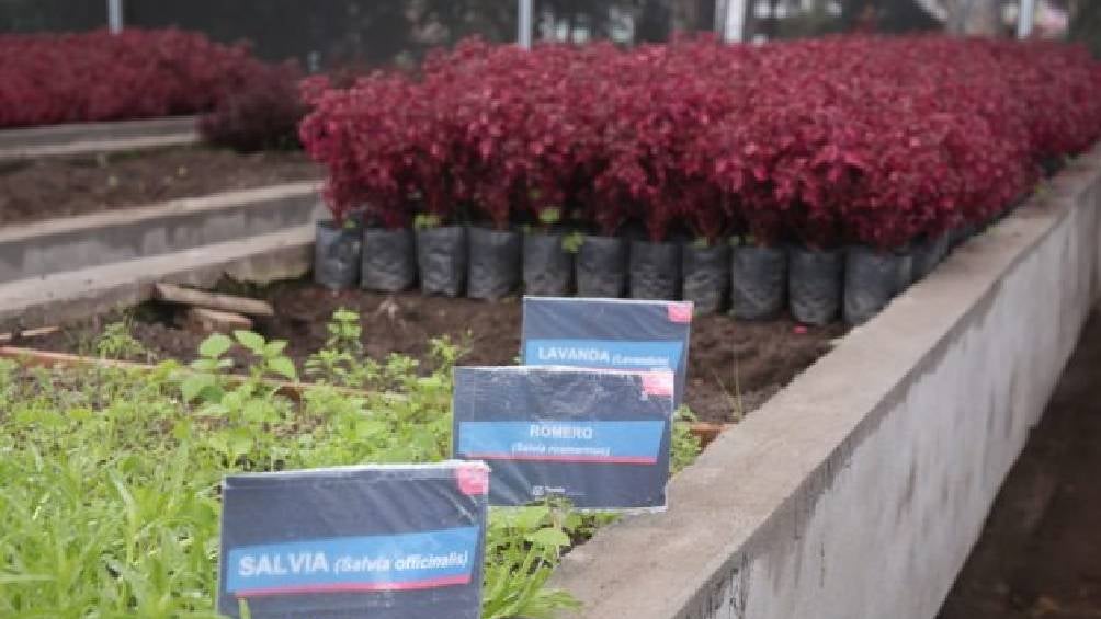 El Bosque del Ajolote se convertirá en un centro de educación ambiental e investigación.