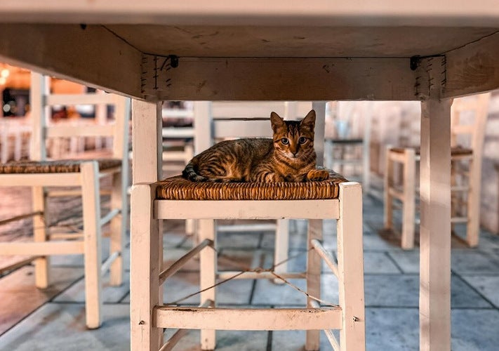 Los animales tendrán un trato digno luego de ser rescatados.