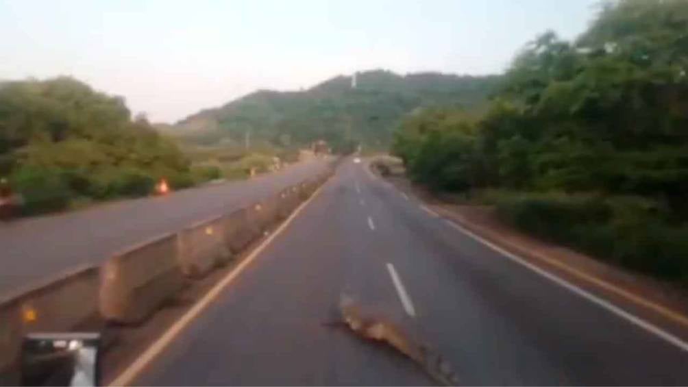 Así fue el momento en el que un conductor capto a un cocodrilo en la autopista de Manzanillo. 