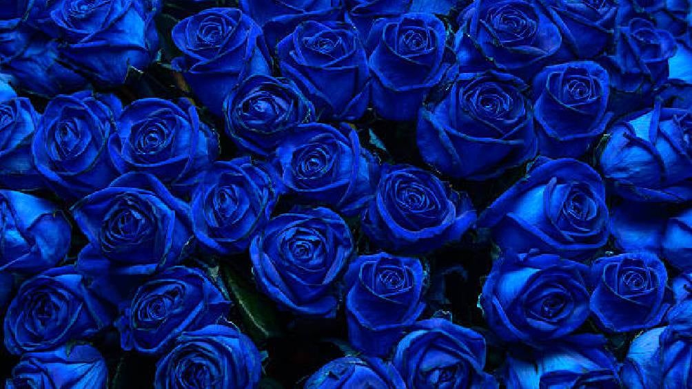 Se ha vuelto viral en redes regalar flores azules en el Día del Novio. 