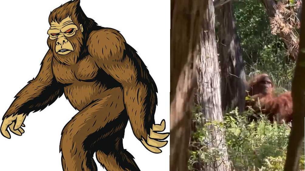 Tiktoker merekam Bigfoot dan videonya menjadi viral di jejaring sosial