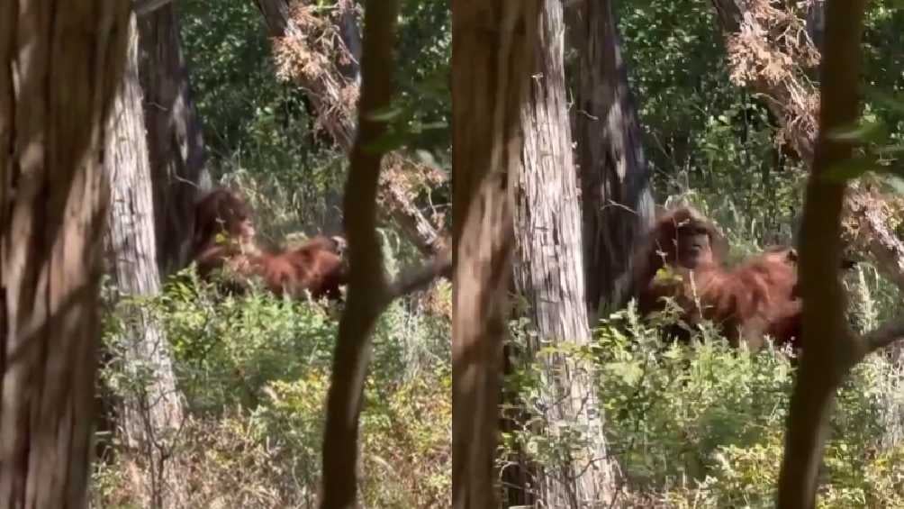 El tiktoker grabó a un enorme ser peludo que estaba recargado en un árbol, oliendo unas ramas. 