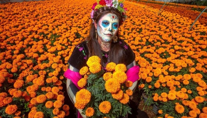 La flor de Cempasúchil, parte de una cultura y tradición mexicana