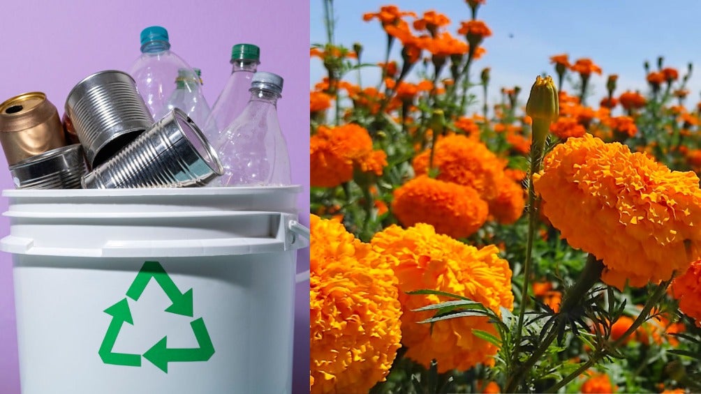 ¿Basura por flores? Aquí te decimos cómo puedes cambiar tu basura por maceta de flores de cempasúchil