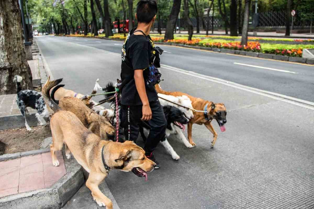 Perros siendo paseados en Reforma, CDMX