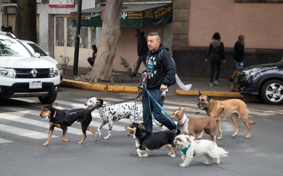 Paseador de perros