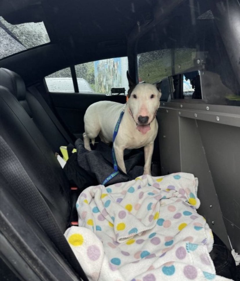 Foto tomada por el policía después de rescatar al perrito de morir ahogado