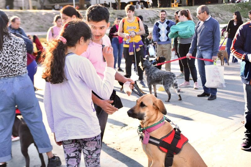 Educa a tu mascota de esta forma