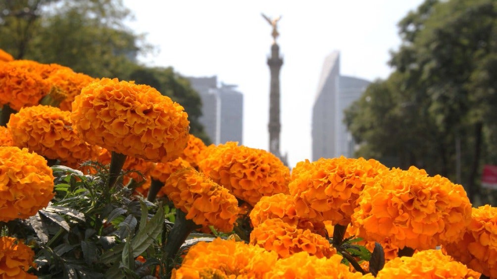 El paseo de la Reforma deslumbrará con flores de cempasúchil