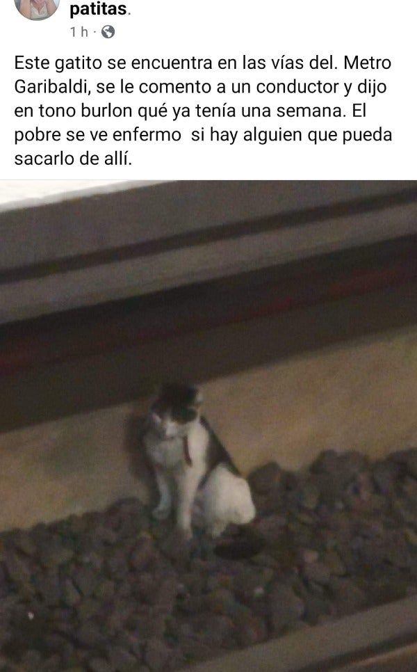 Reportes del gatito fueron compartidos en redes